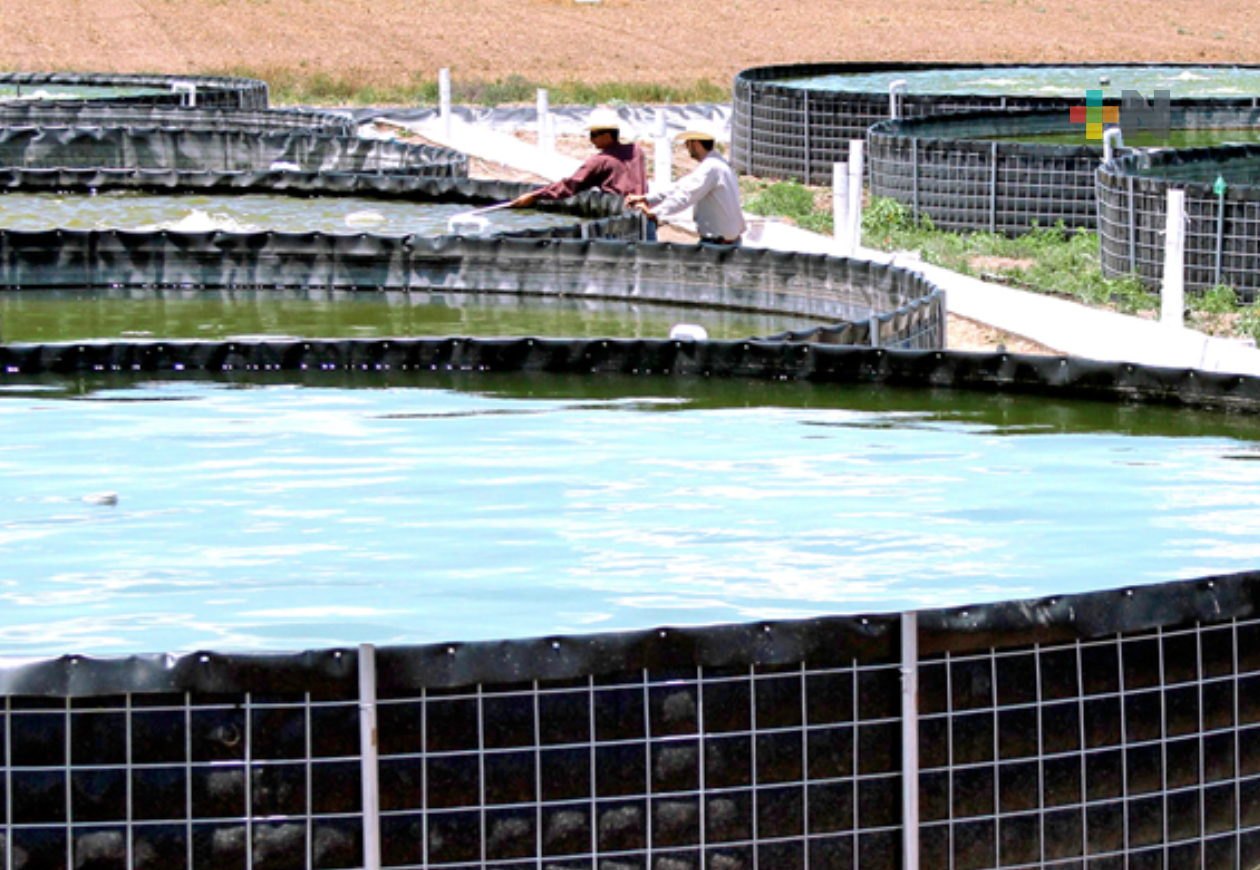 Abren convocatoria al Premio a la Pesca y Acuacultura Sustentables 2024 en Veracruz